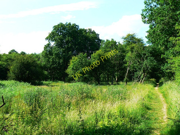 Photo 6"x4" Track through Savernake Forest, near Cadley Cadley\/SU2066 c2009