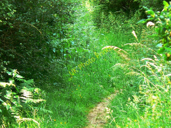 Photo 6"x4" Narrow track through Savernake Forest, near Cadley Cadley\/SU2066 c2009
