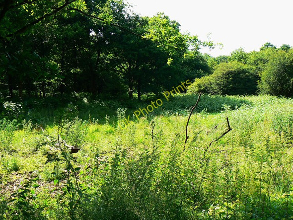 Photo 6"x4" Part of Savernake Forest, near Cadley Cadley\/SU2066 c2009