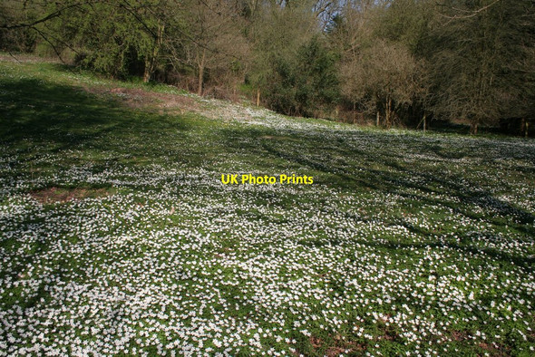 Photo 6"x4" Wood Anemone Knaresborough c2010