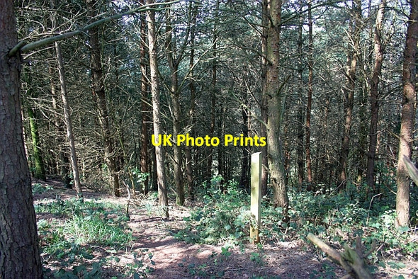 Photo 6"x4" Path through The Gorse Ketford c2010