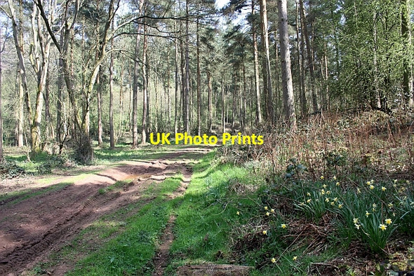 Photo 6"x4" Path through Cobhill Rough Murrell's End\/SO7430 c2010