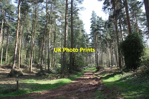 Photo 6"x4" Path through Cobhill Rough Murrell's End\/SO7430 c2010