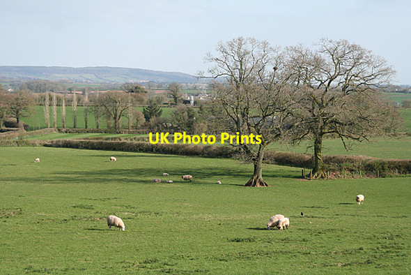 Photo 6"x4" Sampford Peverell: farmland seen from the canal Sampford Peverell c2010