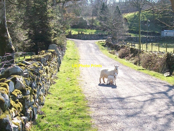Photo 6"x4" Ewe and lamb on the Gesail Gyfarch farm road Golan c2010