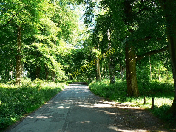 Photo 6"x4" Grand Avenue, Savernake Forest, near Cadley Stitchcombe c2009