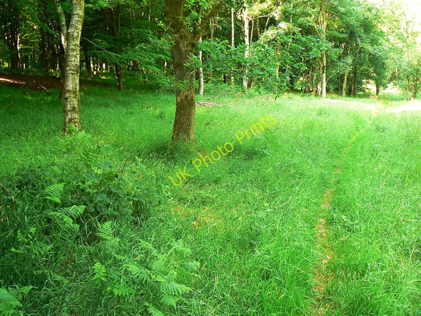 Photo 6"x4" Track to Red Vein Bottom, Savernake Forest Stitchcombe c2009