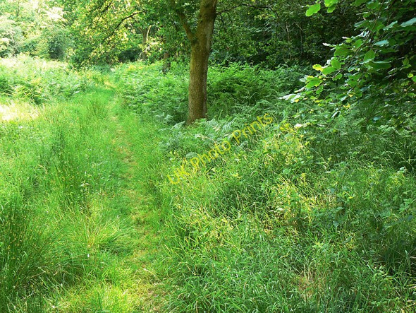 Photo 6"x4" Track to Great Lodge Drive, Savernake Forest Stitchcombe c2009