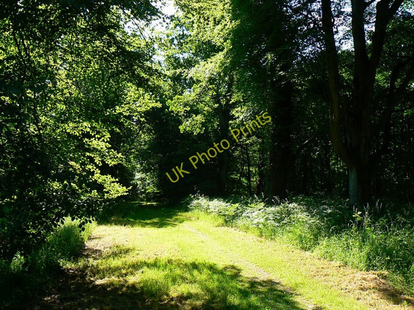 Photo 6"x4" Track towards Cadley, Savernake Forest Cadley\/SU2066 c2009