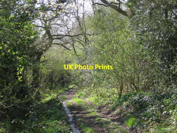 Photo 6"x4" Green Lane by Balsall Cottage Farm Oldwich Lane c2010