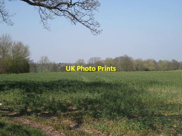 Photo 6"x4" Oilseed rape by Old Green Lane:1 Oldwich Lane c2010