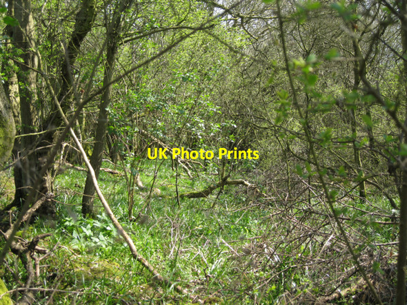 Photo 6"x4" Scrub woodland by Sparrow Cock Lane Oldwich Lane c2010