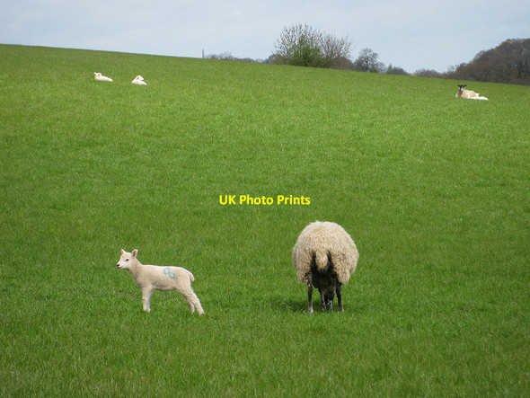 Photo 6"x4" New life in Linton Linton Hill\/SO6624 c2010