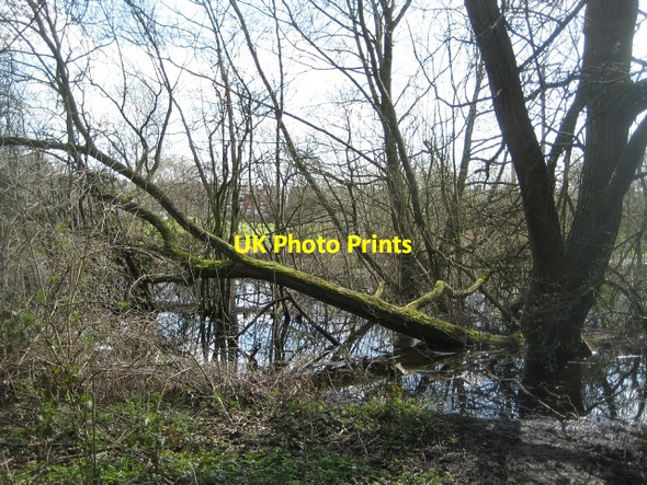 Photo 6"x4" Around Stanley Marsh Nature Reserve (3) Stanley\/SE3424 c2010
