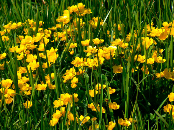 Photo 6"x4" Marsh marigolds, North Meadow National Nature Reserve, Cricklade Cricklade c2010