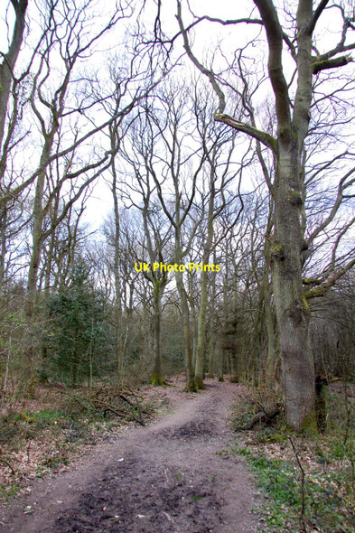 Photo 6"x4" Footpath through the woods Wendover c2010