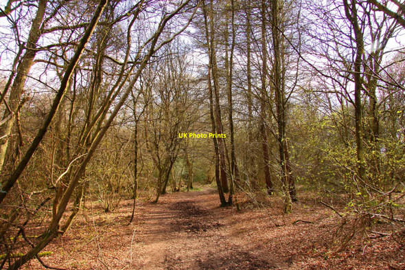 Photo 6"x4" Trail through the wood Wendover c2010