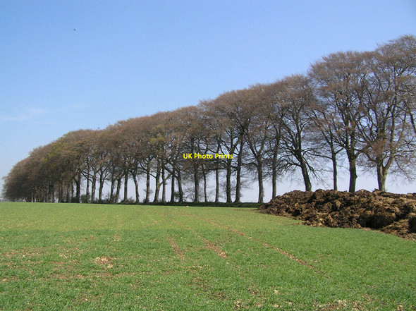 Photo 6"x4" Beech Trees on Freezing Hill Lower Hamswell c2010