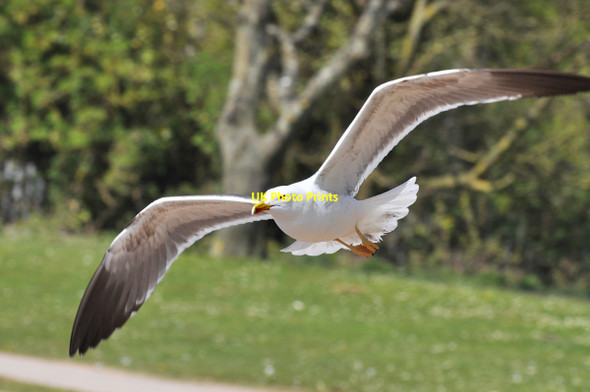 Photo 6"x4" Lesser Black-backed Gull - Cosmeston Lakes Penarth\/ST1871 c2010 P1