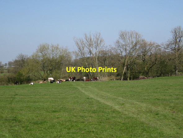 Photo 6"x4" Cattle near ponds near Fen End Farm Fen End\/SP2275 c2010