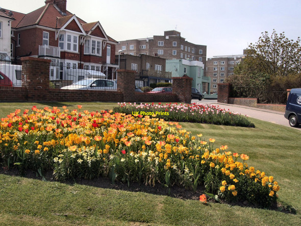 Photo 6"x4" Daffodils by Egerton Park Bexhill c2010