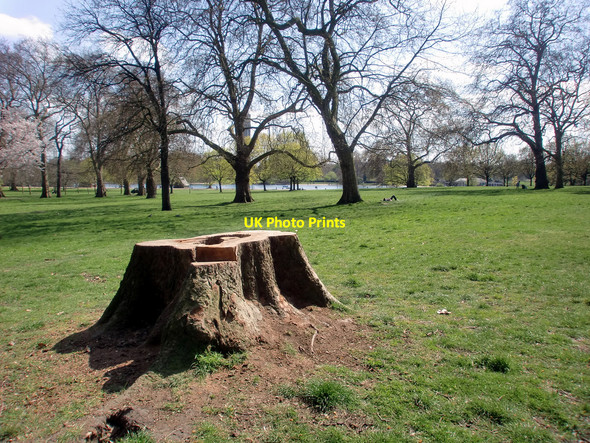 Photo 6"x4" Tree Stump, Hyde Park, London W1 Westminster c2010