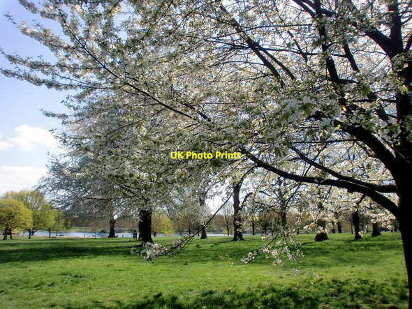 Photo 6"x4" Spring Blossom in Hyde Park, London W1 Westminster c2010