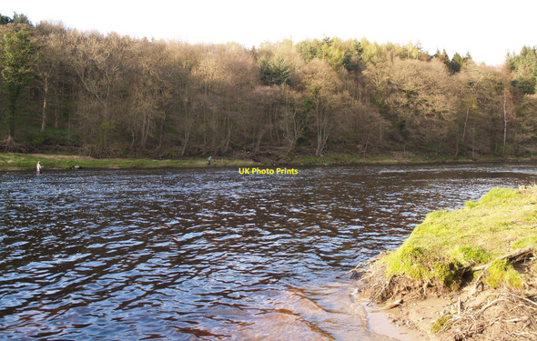 Photo 6"x4" Bend on the River Tyne downstream of Riding Mill Broomhaugh c2010 P1