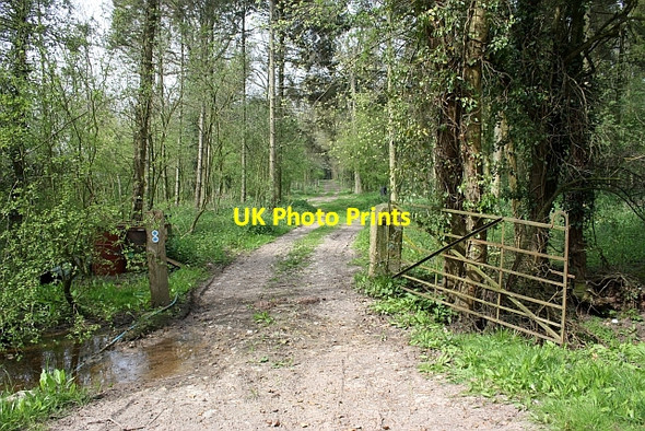 Photo 6"x4" Track into The Thistles Hardwick Green c2010