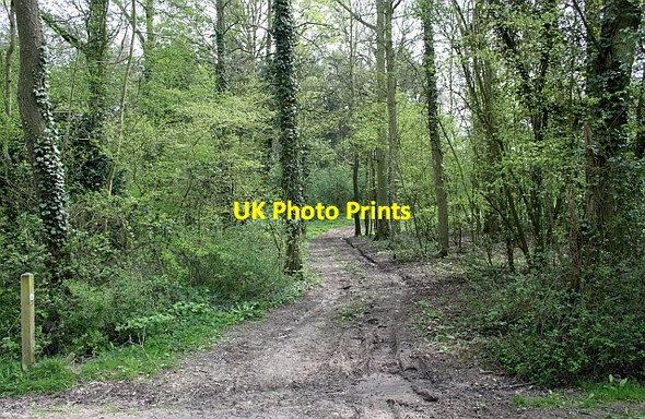 Photo 6"x4" Track into Hillenders Hardwick Green c2010