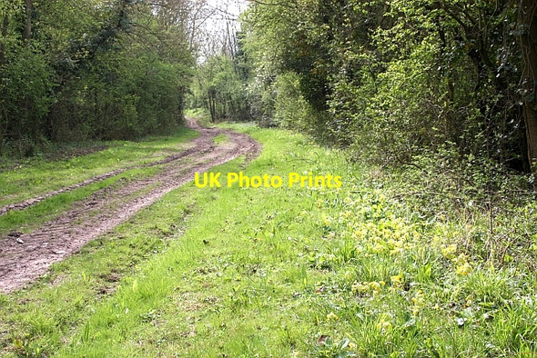 Photo 6"x4" Cowslips by the old road to Swinley Green Hardwick Green c2010
