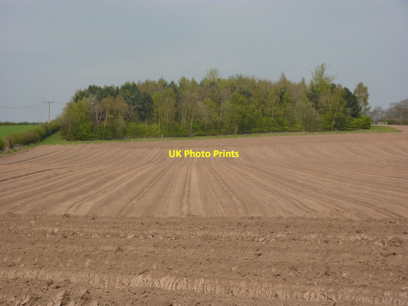 Photo 6"x4" Field towards woodland Ranby\/SK6580 c2010