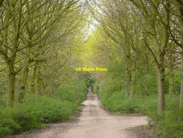 Photo 6"x4" Tree lined track Barnby Moor c2010