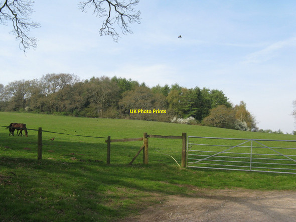 Photo 6"x4" Park Mound a Motte and Bailey in Pulborough Plantation Hardham c2010
