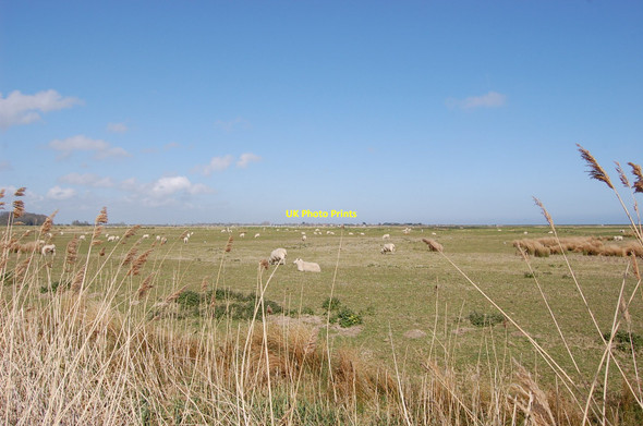 Photo 6"x4" Sheep on Pett Levels Cliff End\/TQ8813 c2010