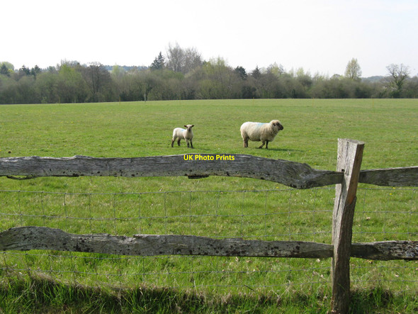Photo 6"x4" Sheep on Sheepwash Farm Bedham c2010