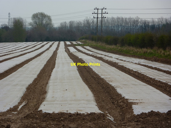 Photo 6"x4" Field with crops under plastic Retford c2010