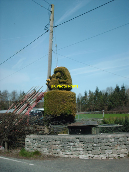 Photo 6"x4" Green Raspberry Hafod-y-Green c2010