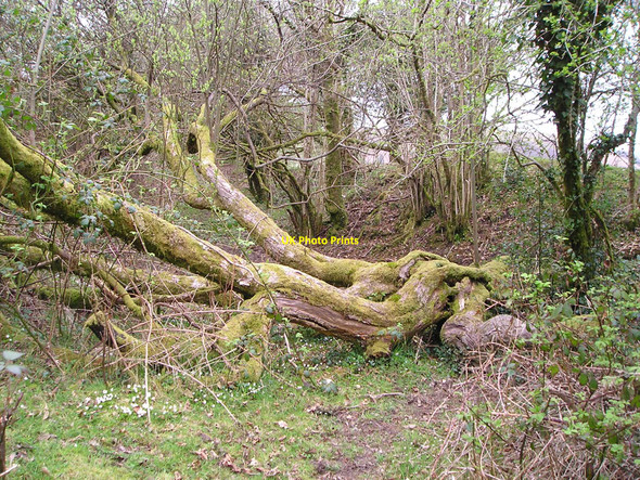 Photo 6"x4" Footpath with obstacles Glanaman c2010