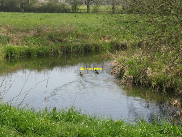 Photo 6"x4" Ducks on the River Arun near Guildenhurst Manor Billingshurst c2010