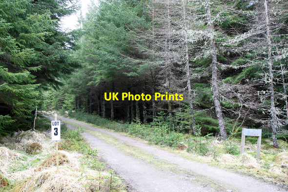Photo 6"x4" Lot 3, Corrour Forest Torgulbin c2010