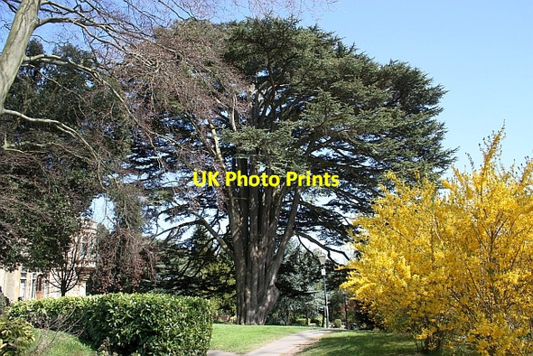 Photo 6"x4" Cedar of Lebanon Great Malvern c2010