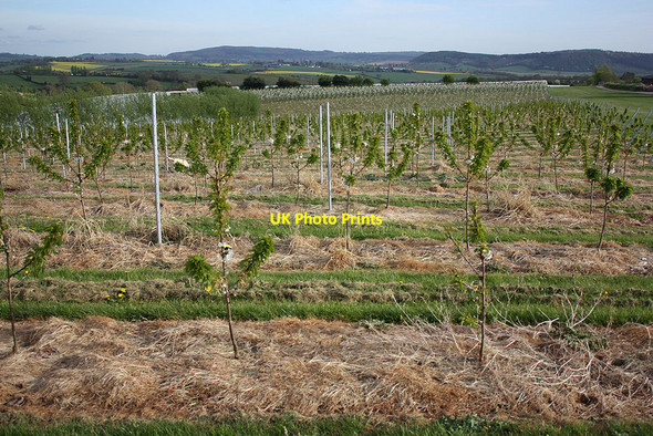 Photo 6"x4" The cherry orchard Old Gore c2010
