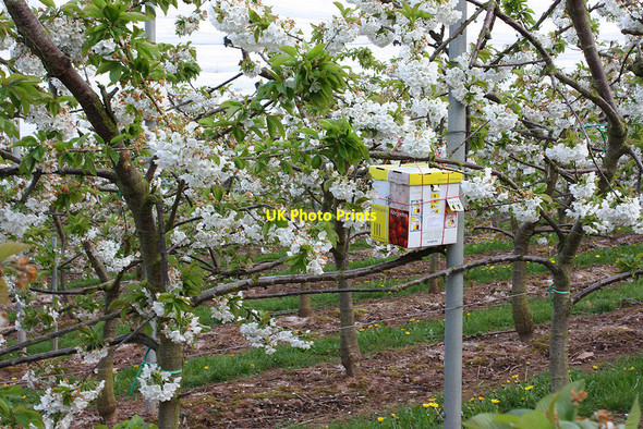 Photo 6"x4" Beehive in a cherry orchard Old Gore c2010