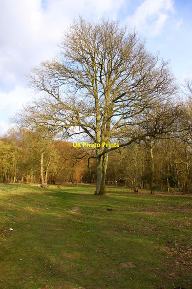 Photo 6"x4" Tree on Coombe Hill Wendover c2010