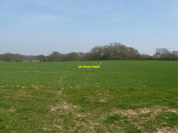 Photo 6"x4" Loves Furze from the Wey-South Path Newpound Common c2010