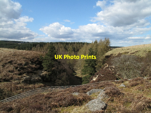 Photo 6"x4" Incised Tributary of Spurlswood Beck Woodland\/NZ0726 c2010