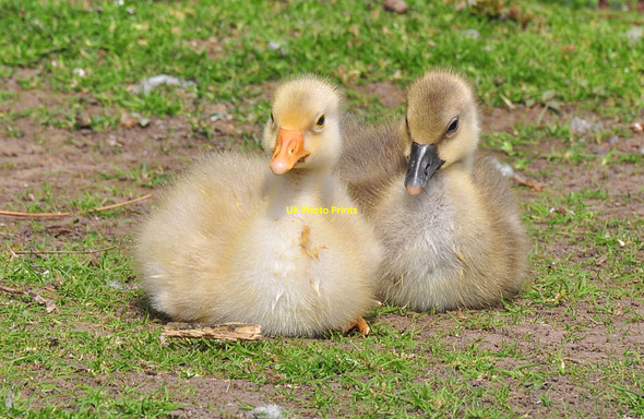 Photo 6"x4" Grey Lag goslings - Roath Park, Cardiff Roath Park c2010