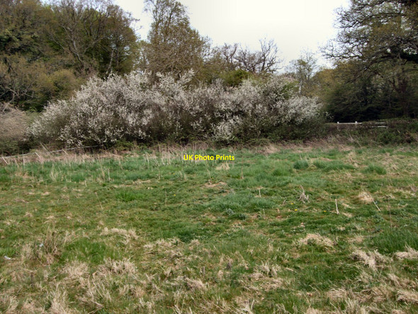 Photo 6"x4" May Blossom Godleys Green c2010