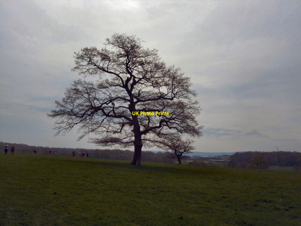 Photo 6"x4" Tree near St George's retreat Wivelsfield c2010